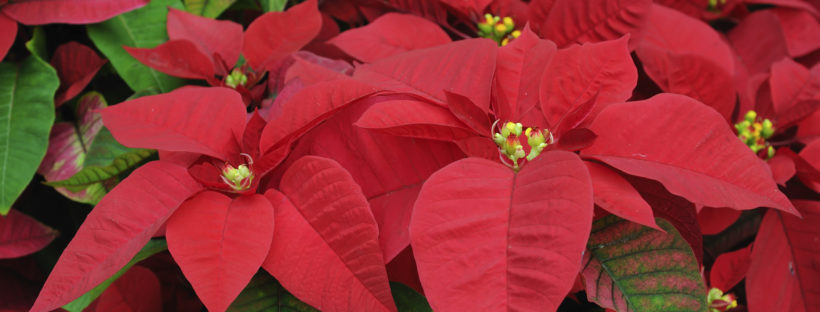 Advent – Catch Up!